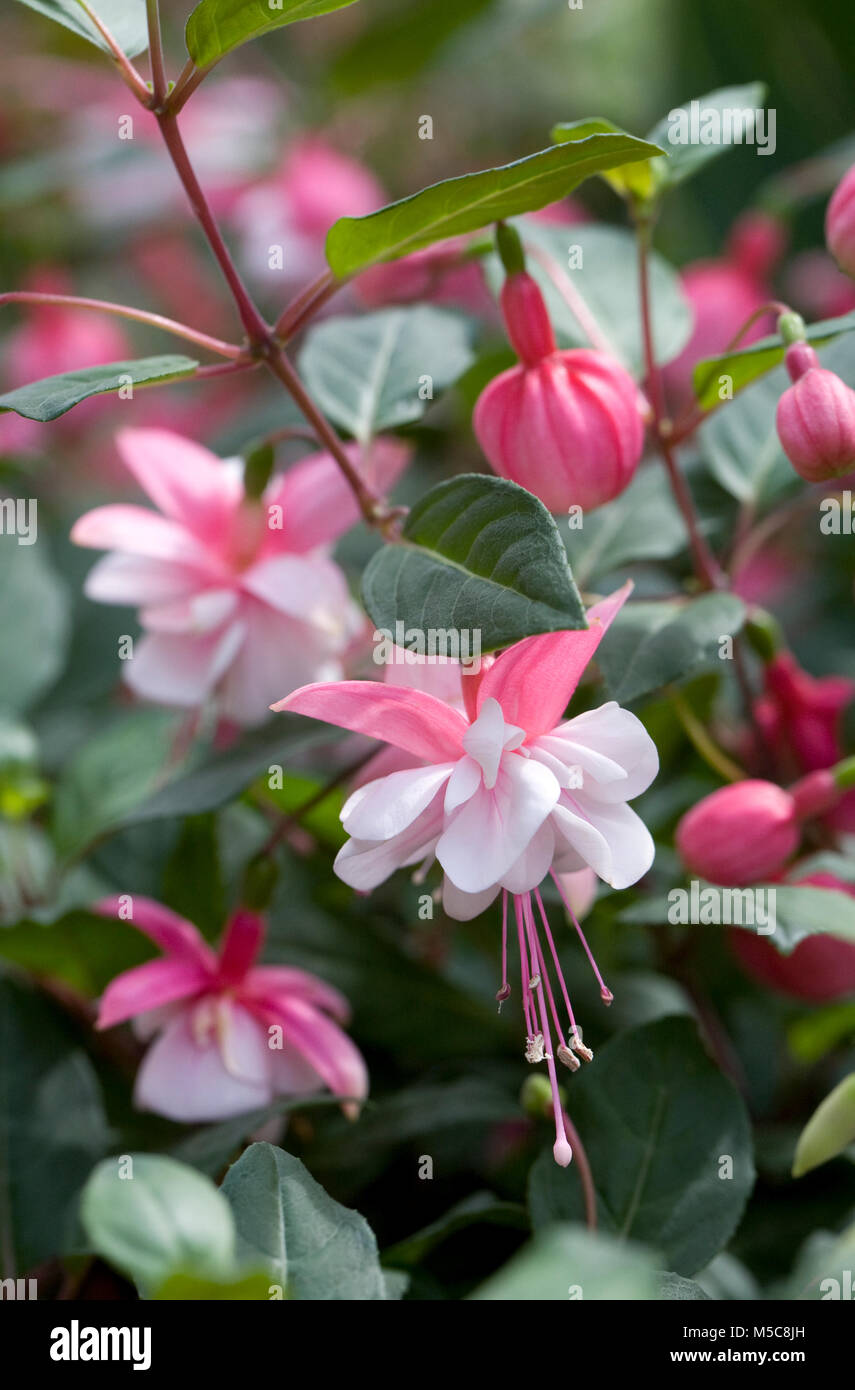 Fuchsia 'Brookwood Belle' flowers. Stock Photo