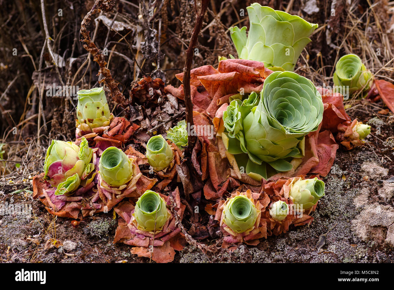 Close-Up of succulent plants, Aeonium canariense Stock Photo