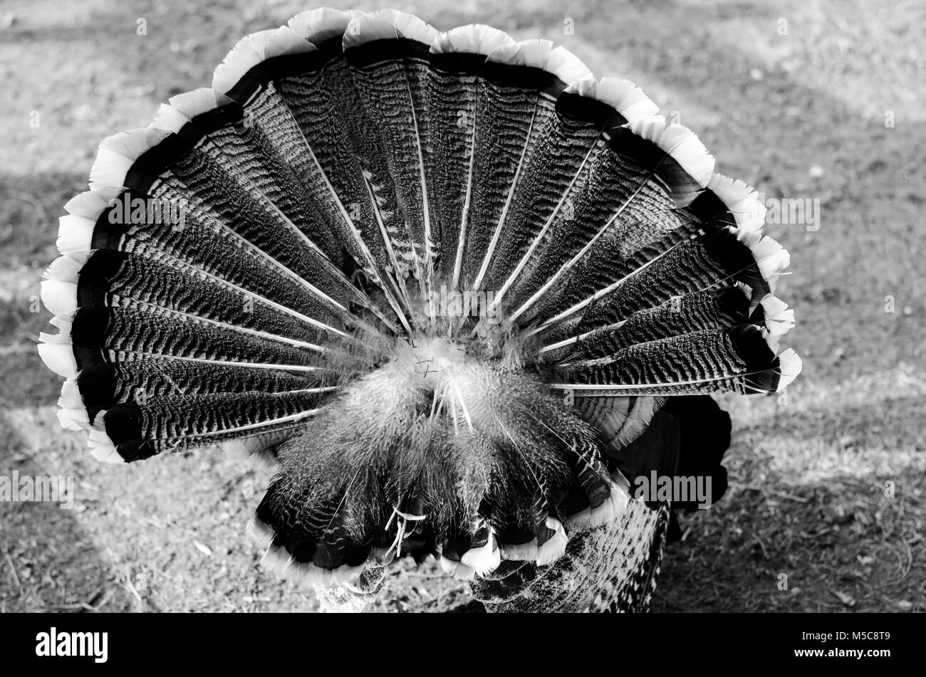 Turkey with its tail feathers spread open Stock Photo