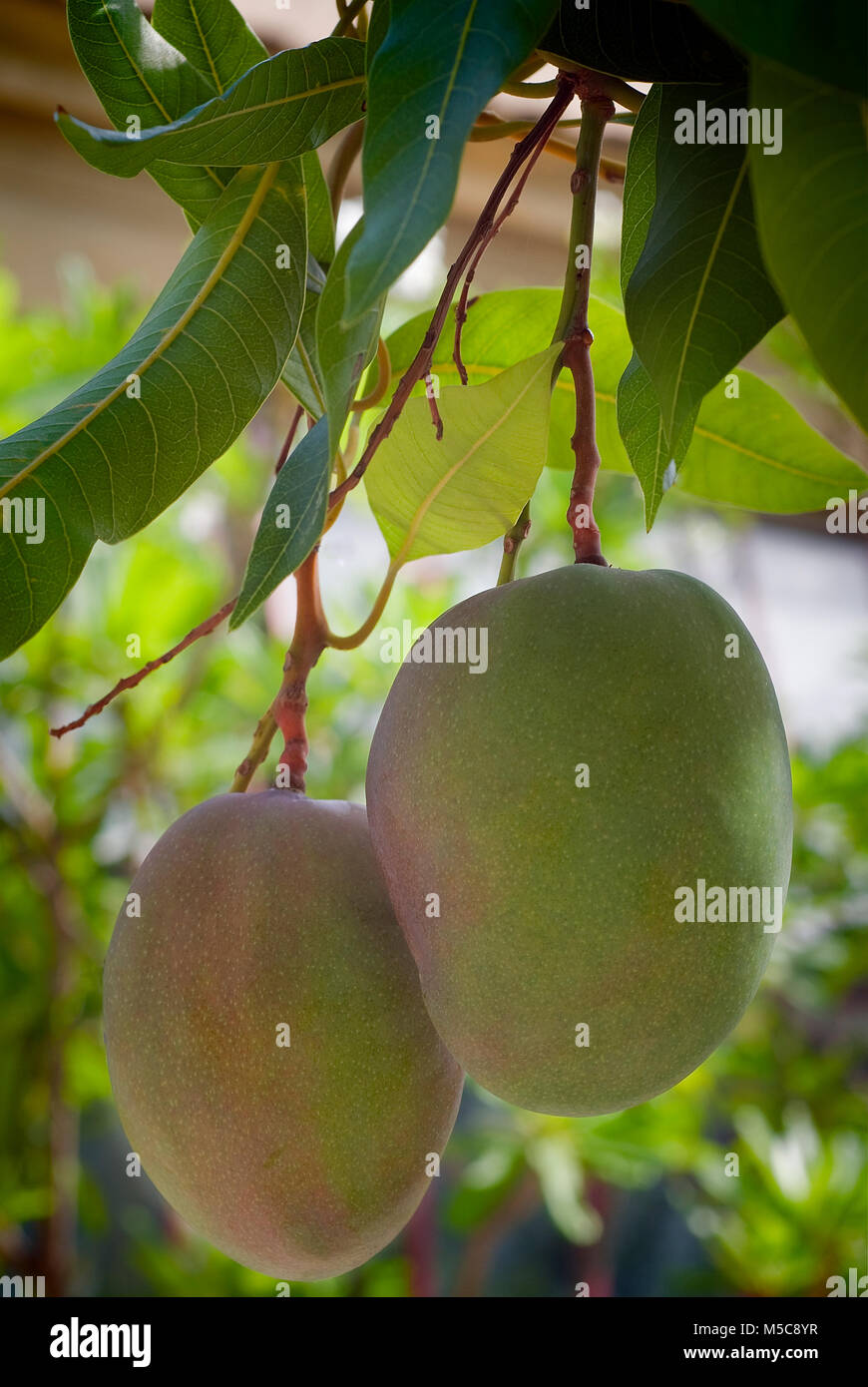 Mango fruit (Mangifera indica) on the tree Stock Photo Alamy