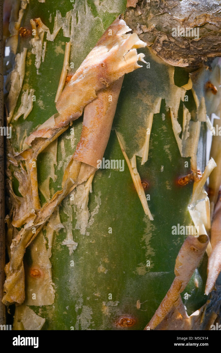 Incense plant brak (Boswellia papyrifera), resin frankincense. Stock Photo