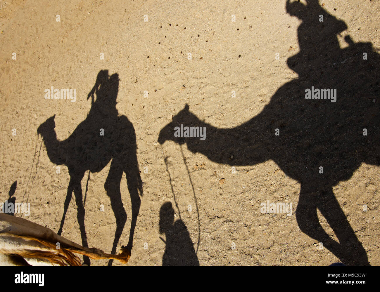 Shadows of camels on the sand Stock Photo