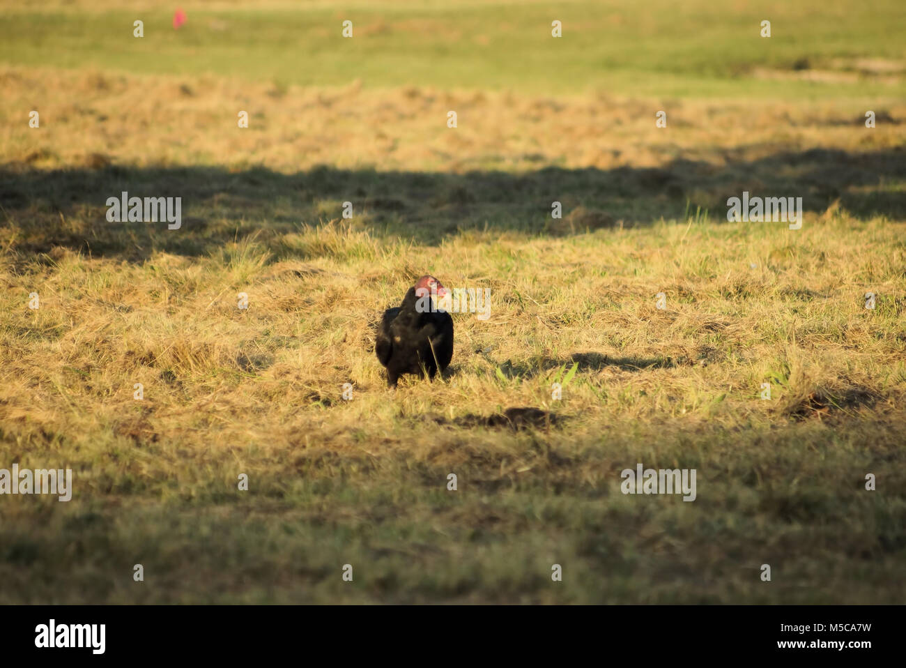 Head buzzard hires stock photography and images Alamy