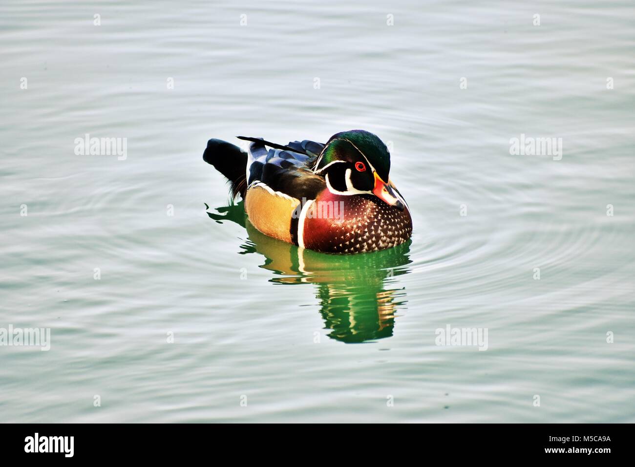 duck of many colors Stock Photo Alamy