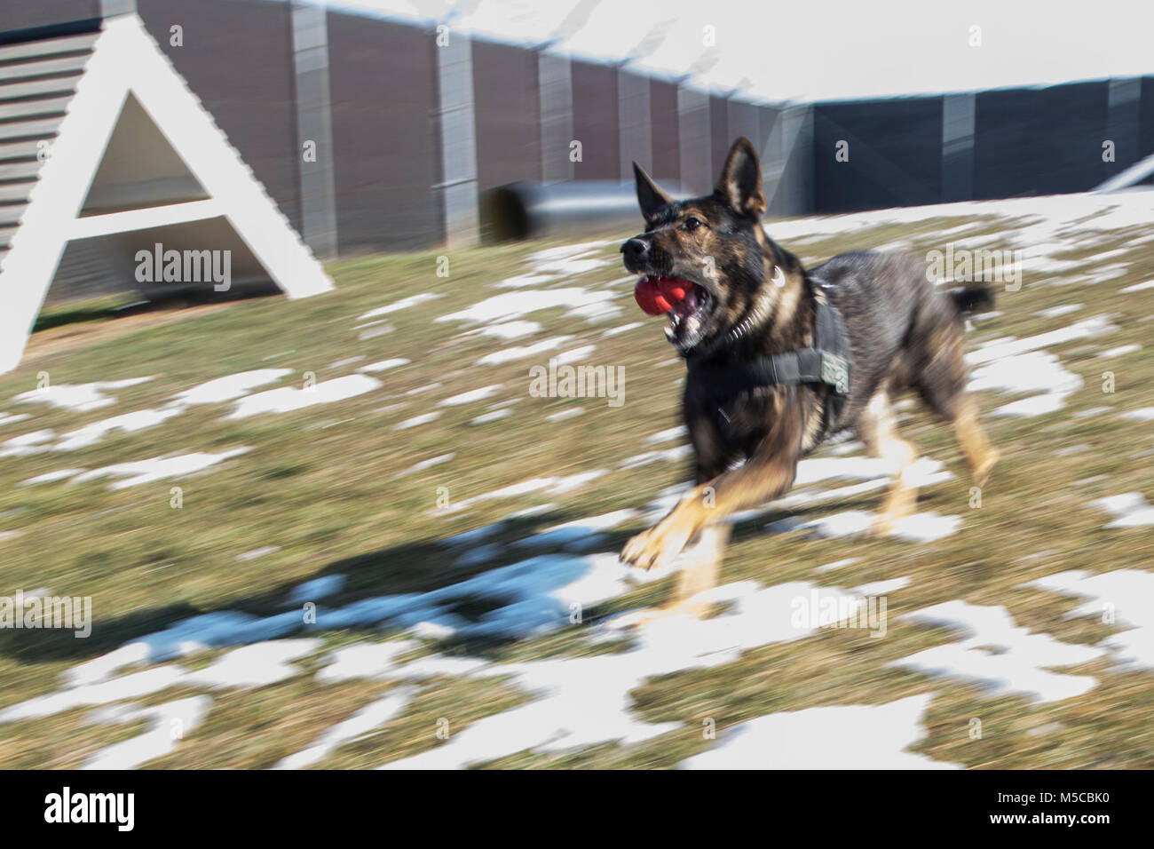Sgt. Hundi, a military working dog of KFOR Multinational Battle Group-East, Task Force Military Police, runs with a toy in his mouth that he retrieved during a MWD demonstration, Jan. 31, 2018, on Camp Bondsteel, Kosovo. (U.S. Army Stock Photo