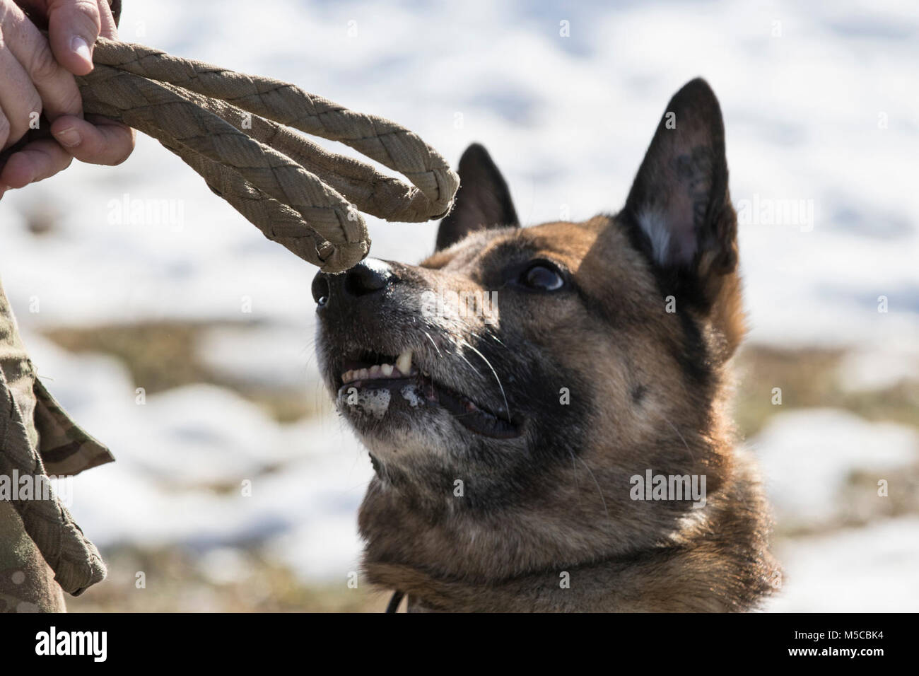 Spc. Chengo, a military working dog of KFOR Multinational Battle Group-East, Task Force Military Police, eyes a chew toy held by his handler during a MWD demonstration, Jan. 31, 2018, on Camp Bondsteel, Kosovo. (U.S. Army Stock Photo