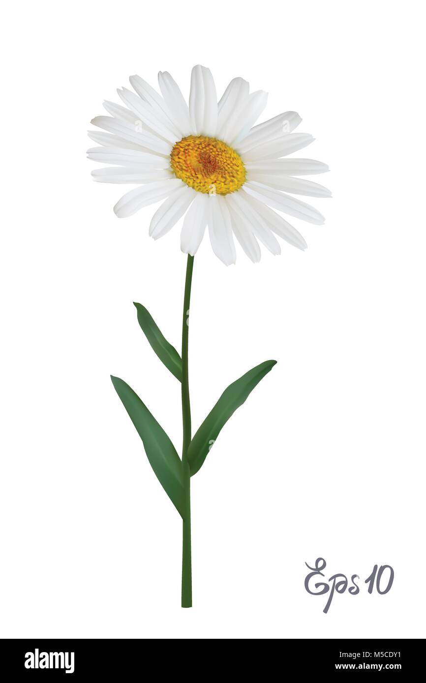 Daisy flower isolated on white background. Chamomile blossom illustration Stock Vector