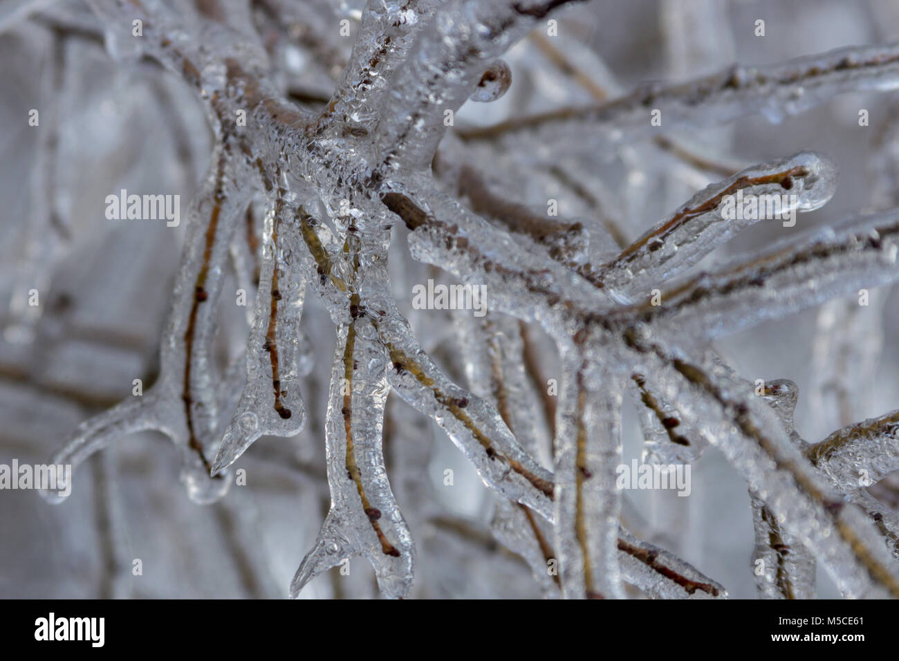 Trees branches covered in ice after the freezing rain Stock Photo - Alamy