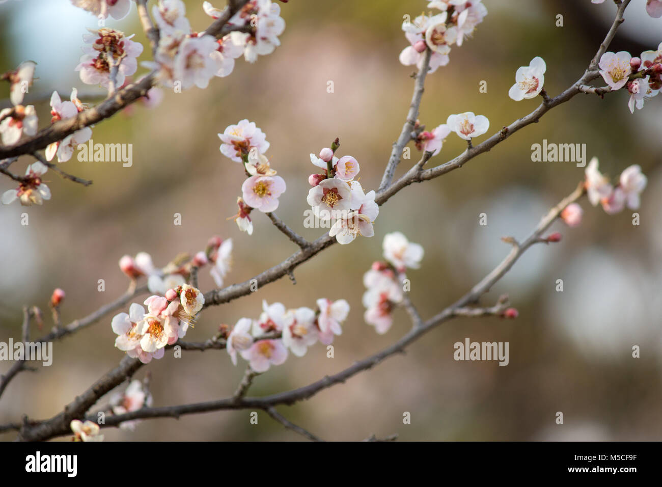 The first signs of cherry blossom appearing on trees in Matsumoto, Nagano, Japan. Stock Photo