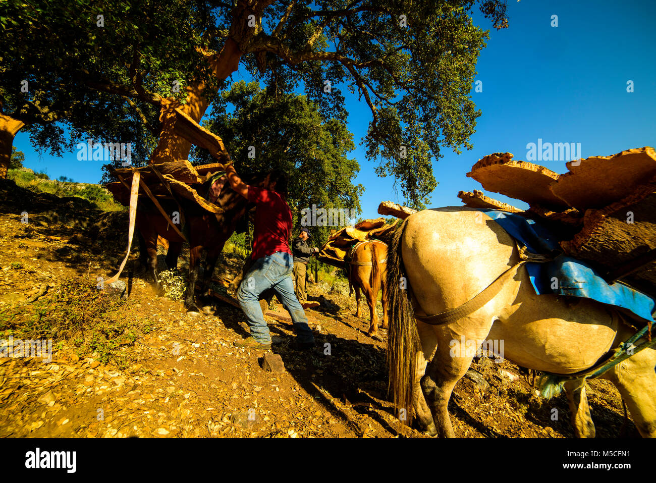 Cork workers, taking out the cortex of the corks. After that we can use