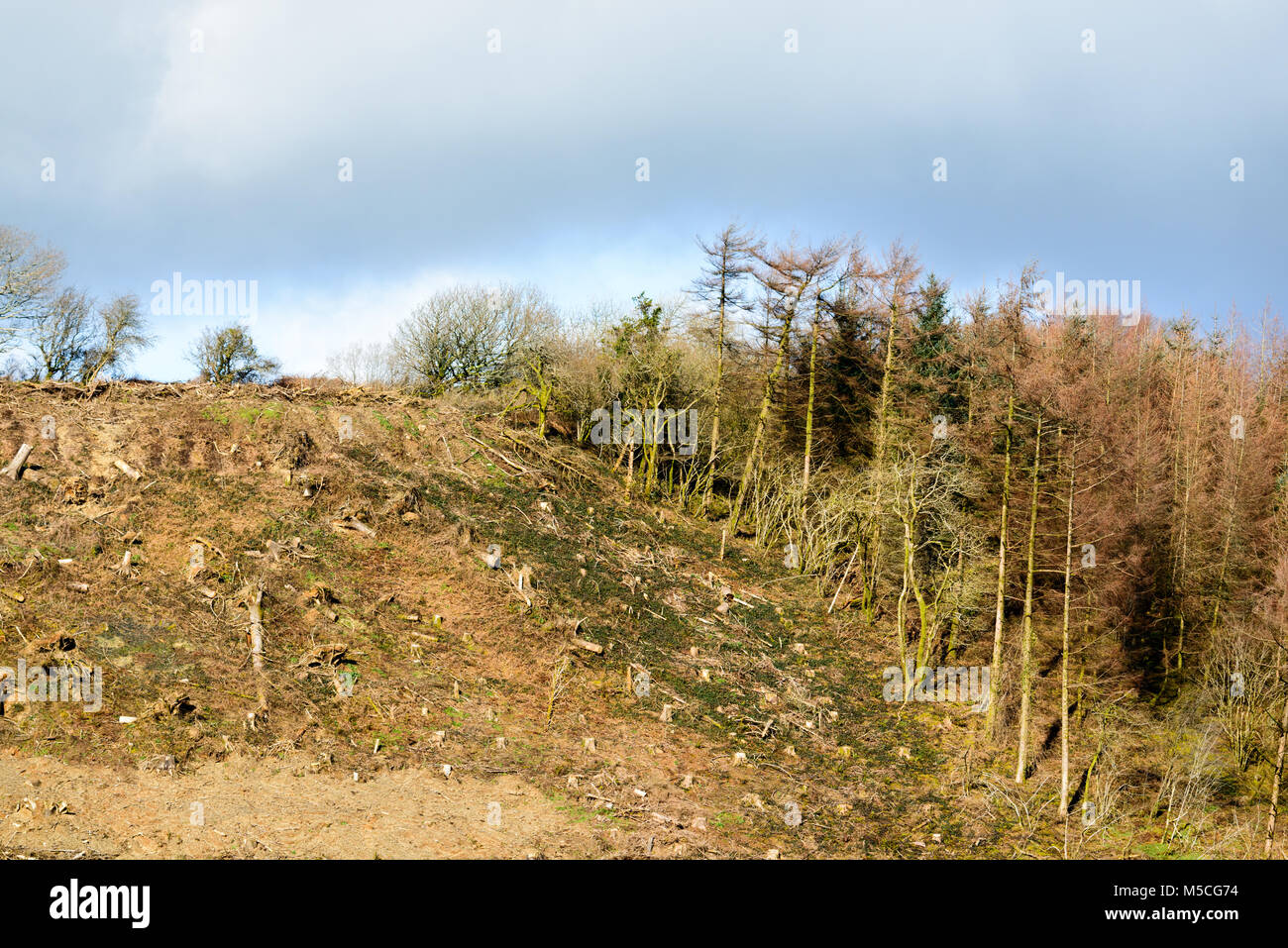 Partially clearing of timber felled in near St Clears, Carmarthenshire. Wales. UK Stock Photo