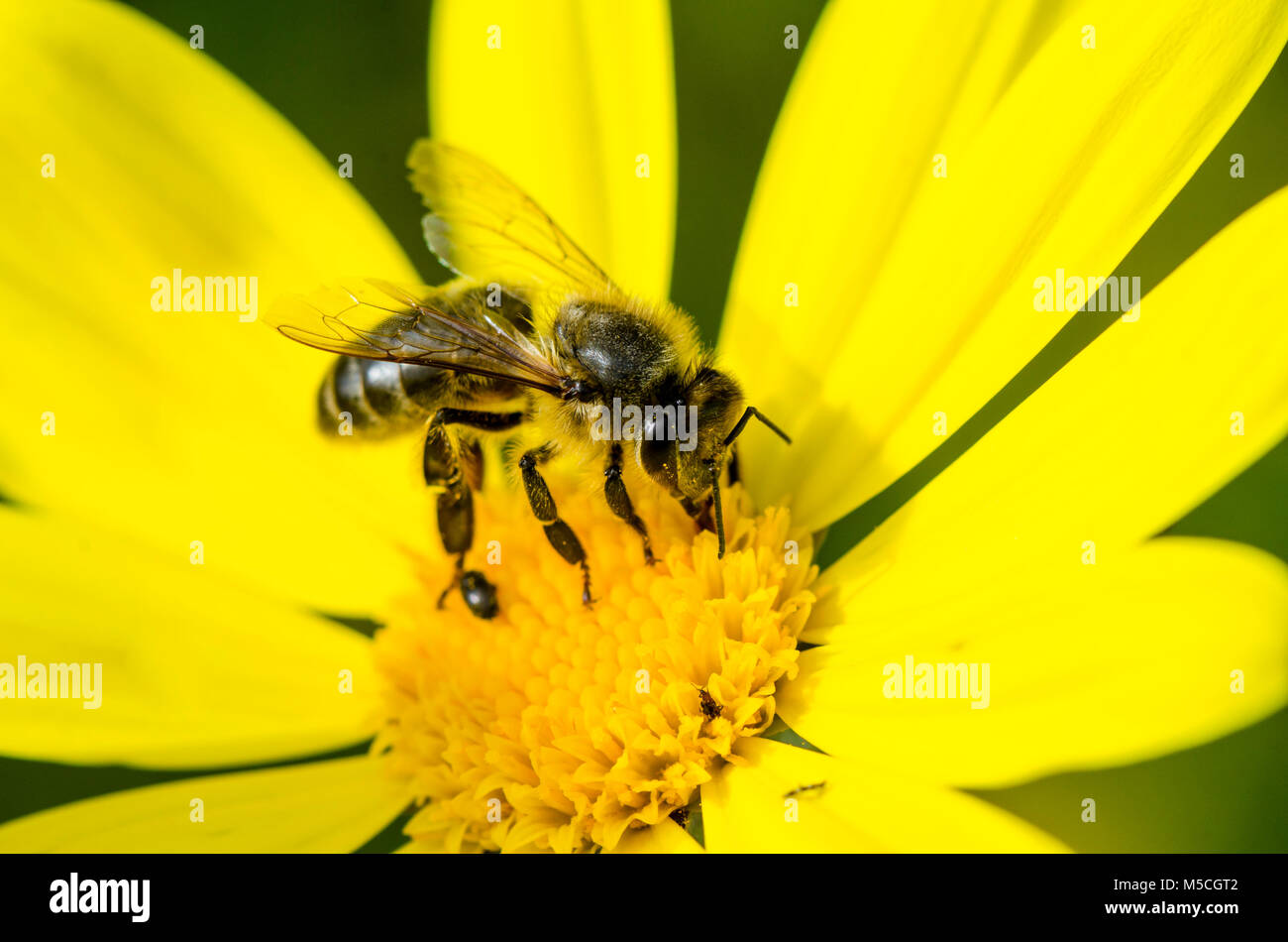 Honey bee, Apis mellifera in yellow flower. Spain Stock Photo Alamy