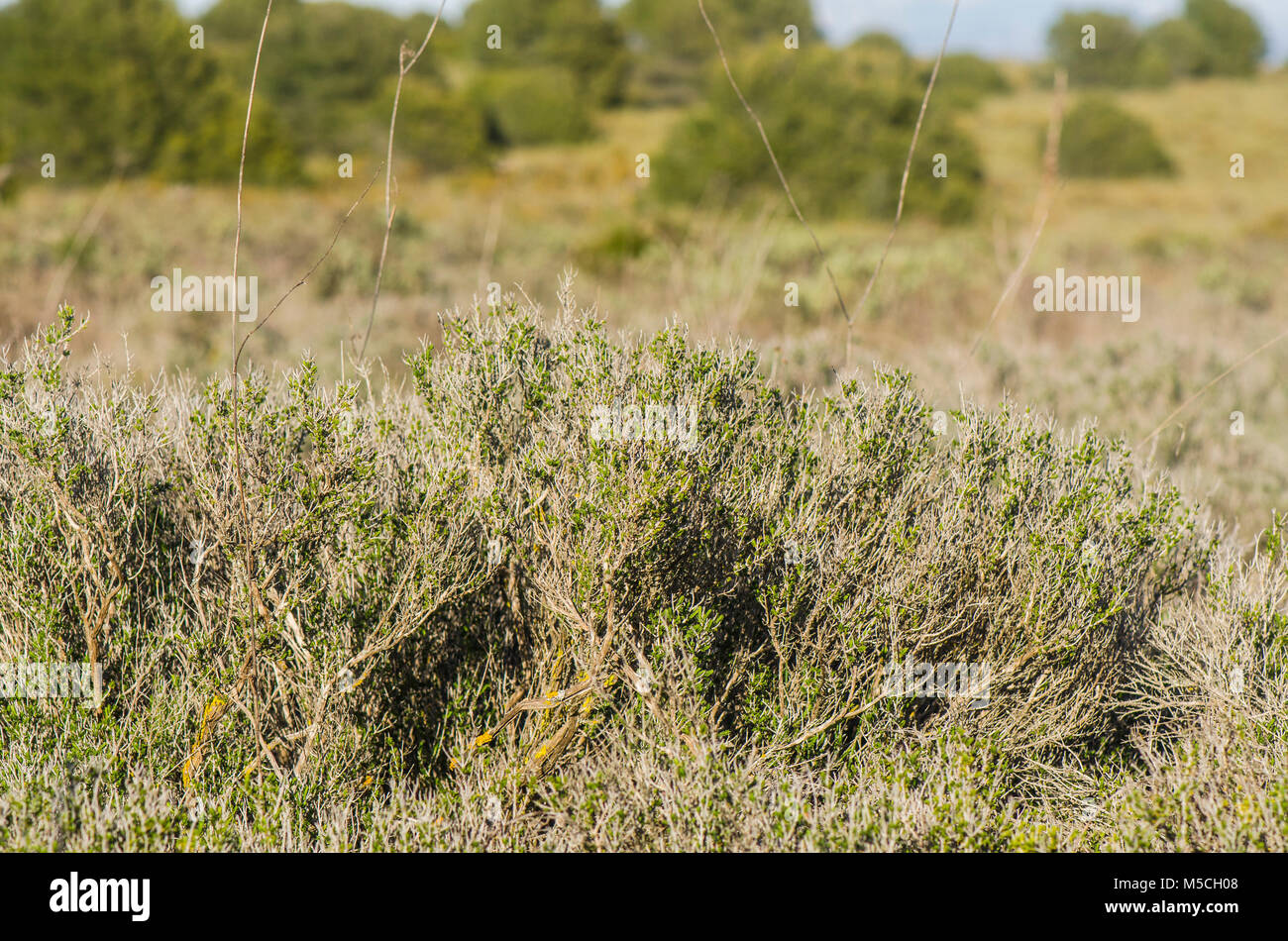 Thymus vulgaris, Common thyme, German thyme, garden thyme, wild herb in
