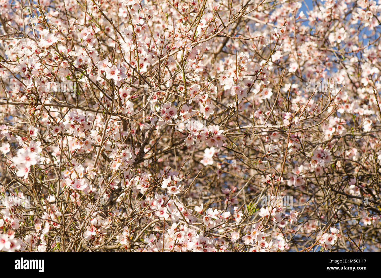 Sweet almond blossom, Prunus dulcis, flowering, Malaga, Spain. Stock Photo