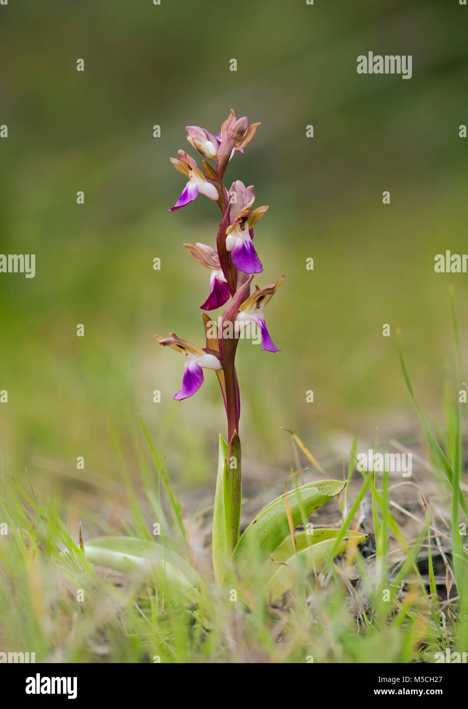 Anacamptis collina, wild orchid, Andalucia, Spain. Stock Photo