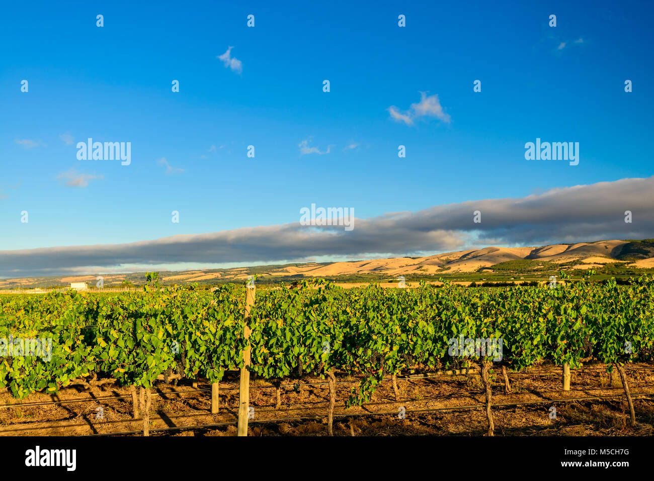 McLaren valley vineyards at sunset, South Australia Stock Photo Alamy