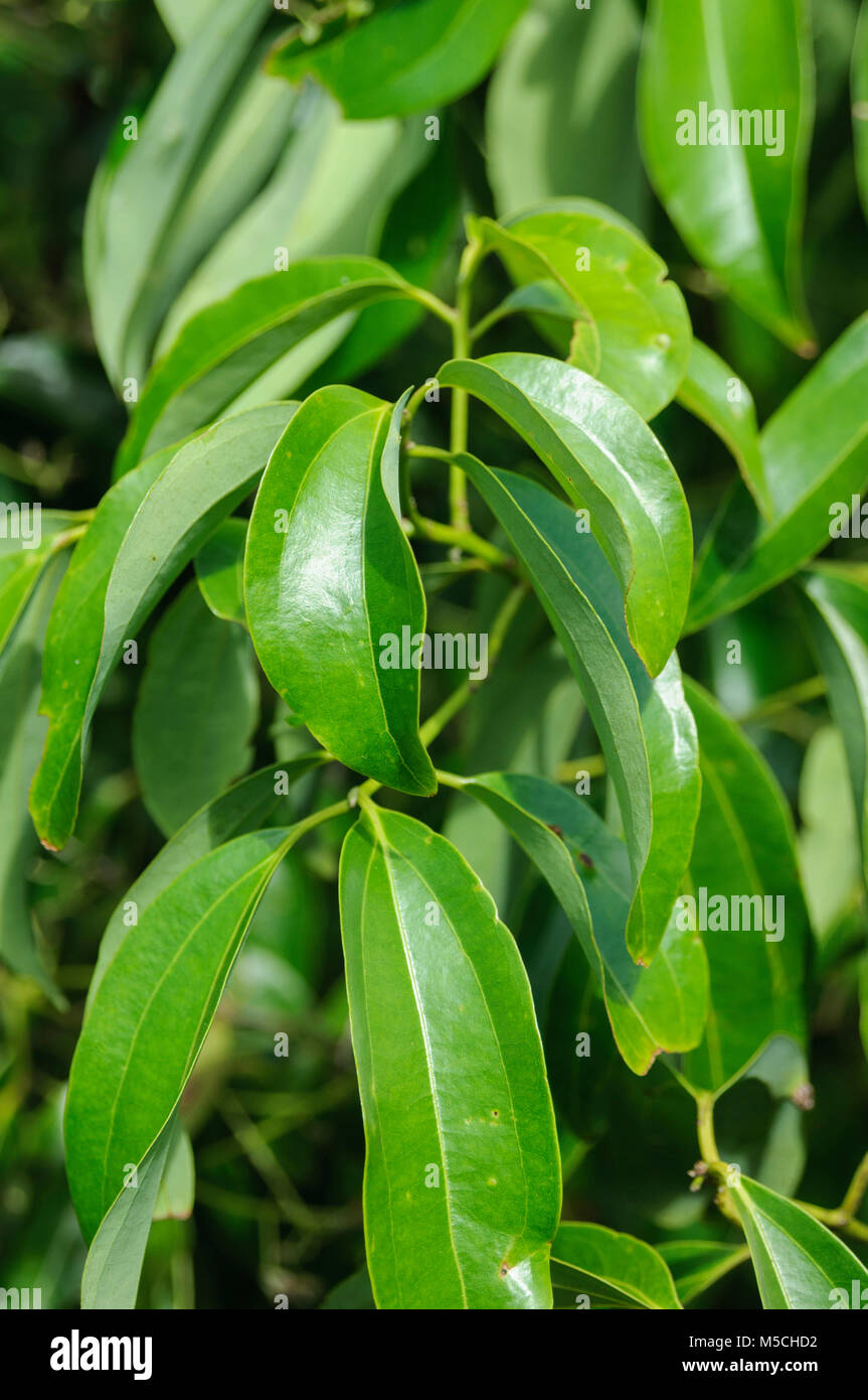 Fresh cinnamon leaves (Cinnamomum verum) growing in Sri Lanka.  The leaves are used to produce cinnamon oil which is used in herbal medicines Stock Photo