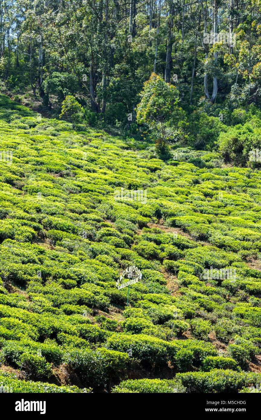 Mackwoods Labookellie tea plantation, Nuwara Eliya District, Central ...