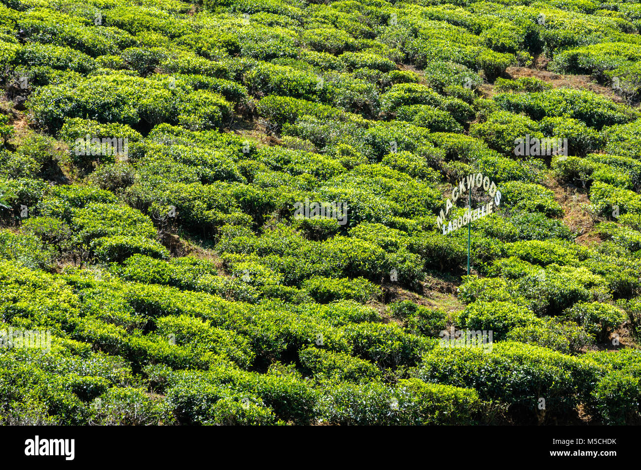 Mackwoods Labookellie tea plantation, Nuwara Eliya District, Central ...