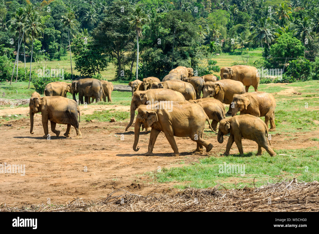 Asian elephants (Elephas maximus) at the Pinnawala Elephant Orphanage near Kegalle, Sabaragamuwa Province, Sri Lanka, South Asia Stock Photo