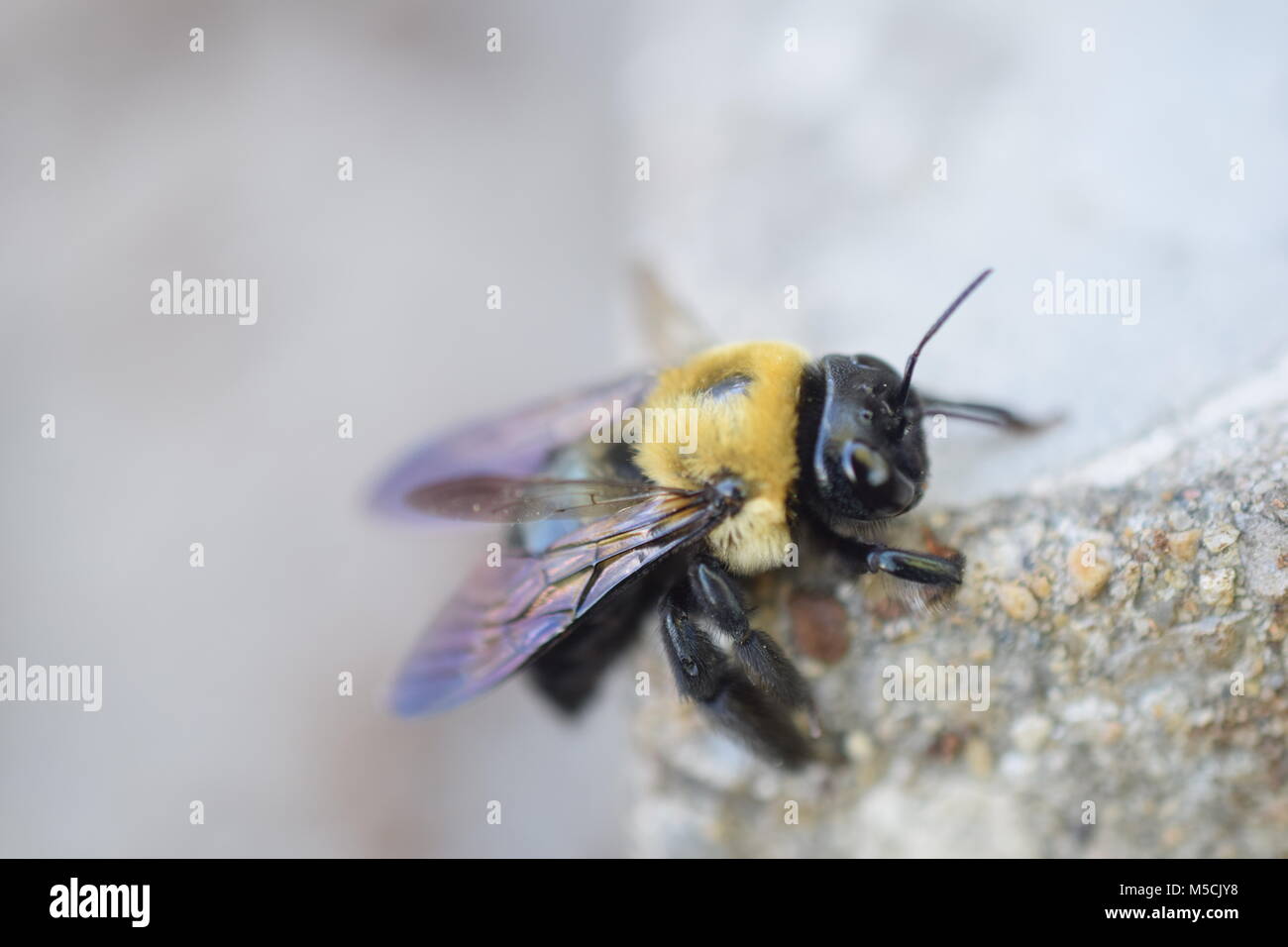 Bumble Bee Stock Photo