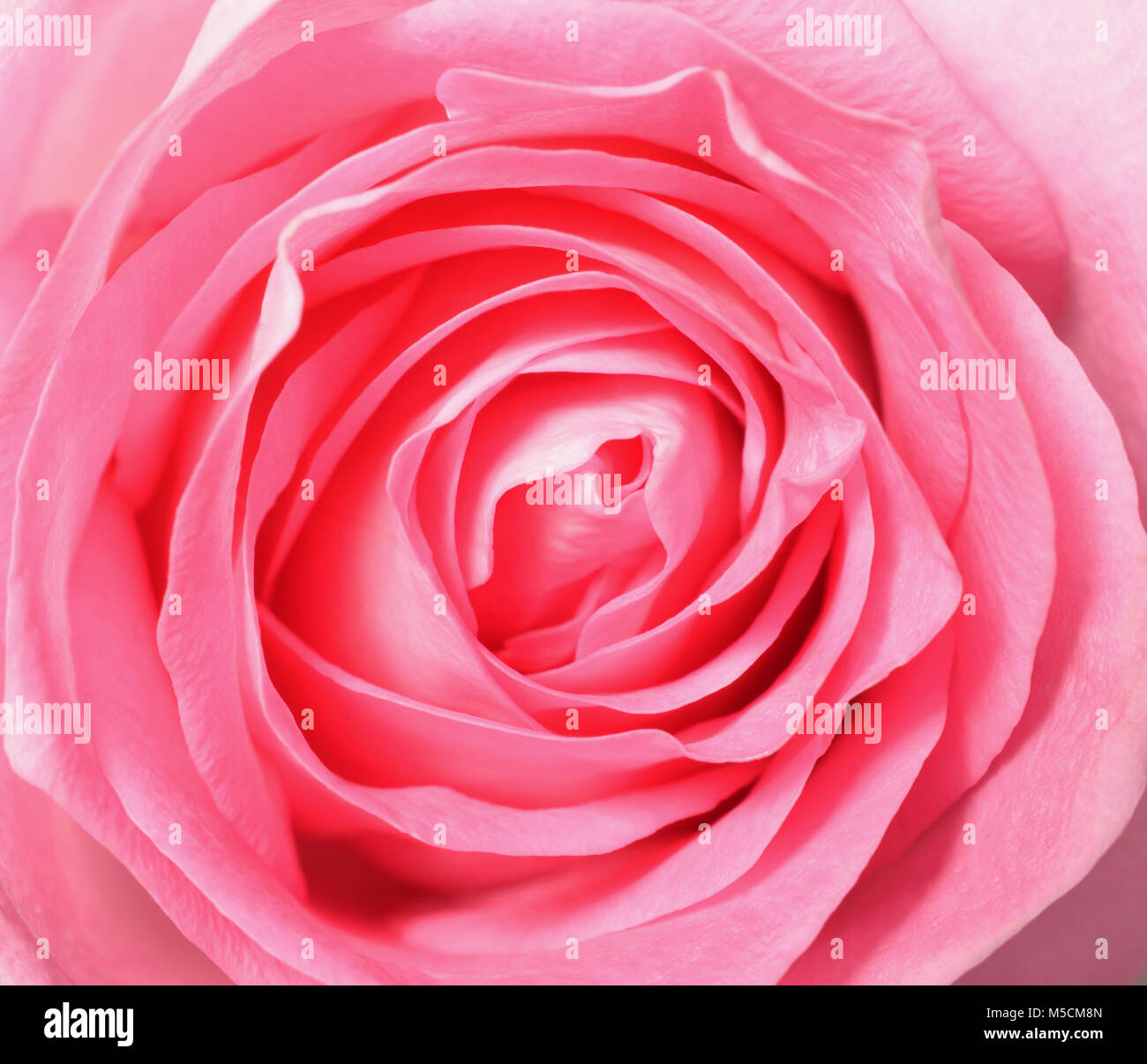 Pink rose, top view closeup photo image of single pink rose flower present a detail of flower
