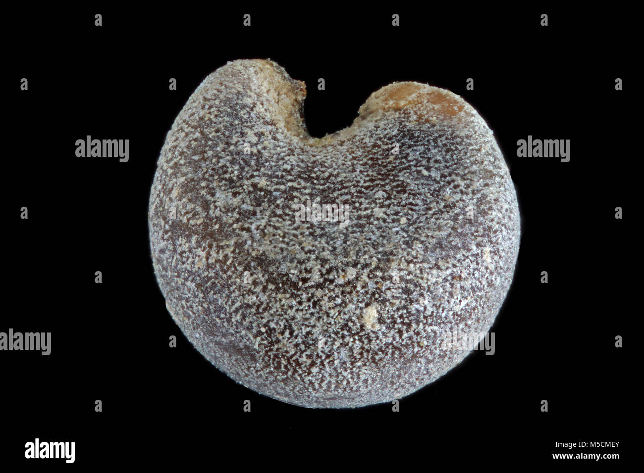 Malva sylvestris, Common mallow, Wilde Malve, seed, close up, seed size 1.5 mm Stock Photo