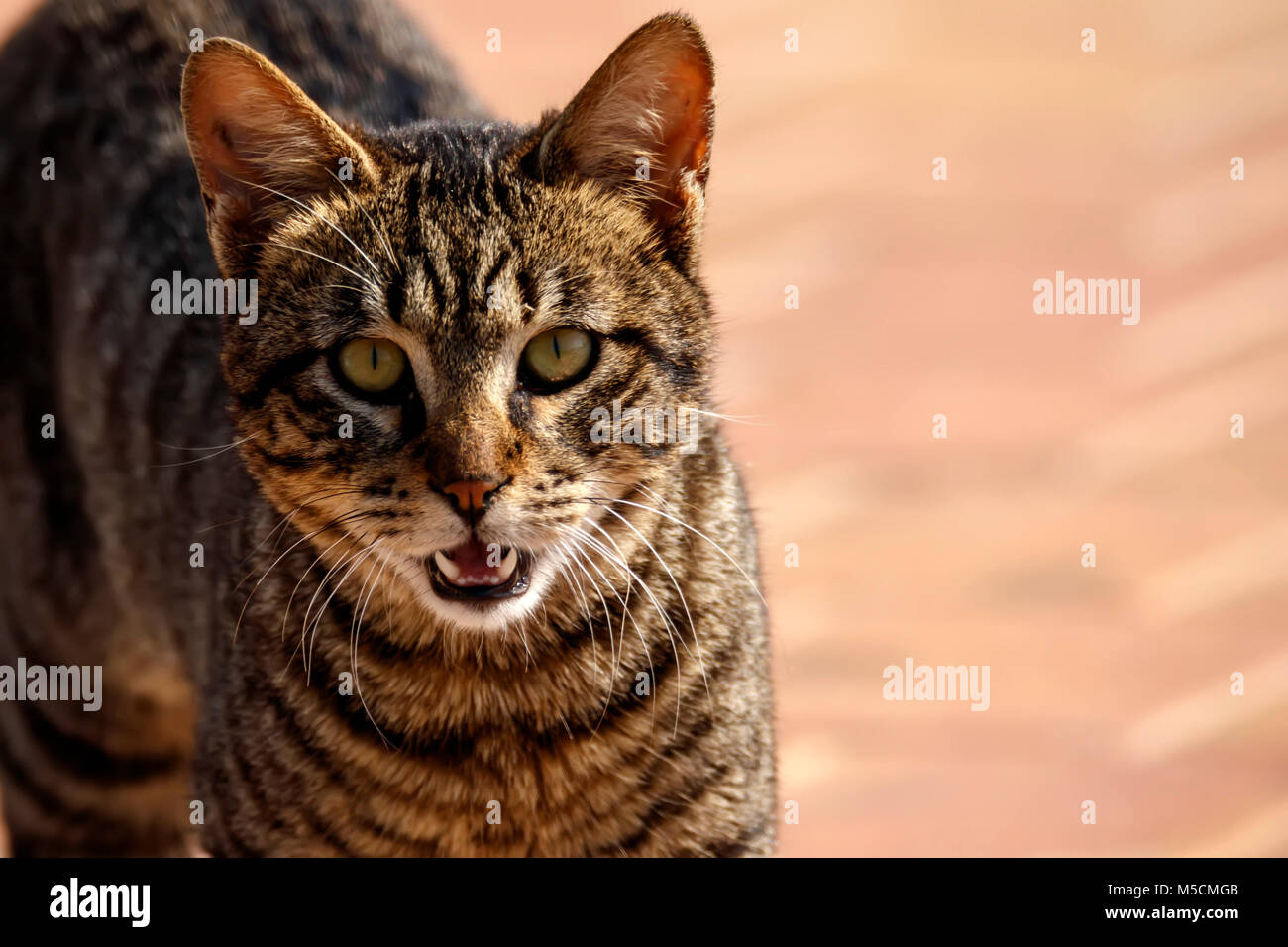 Gray striped tabby street cat showing fangs Stock Photo