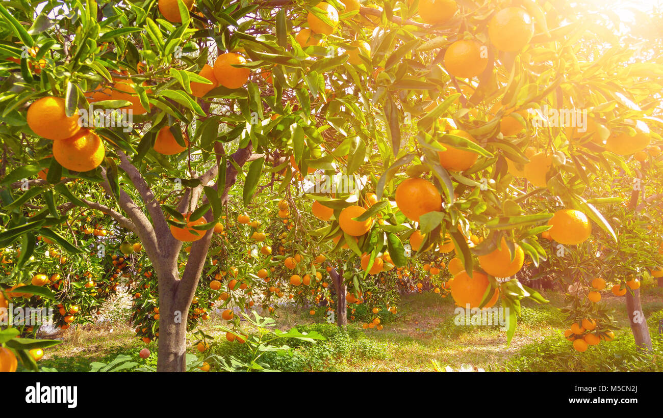 Tangerine sunny garden with green leaves and ripe fruits. Mandarin