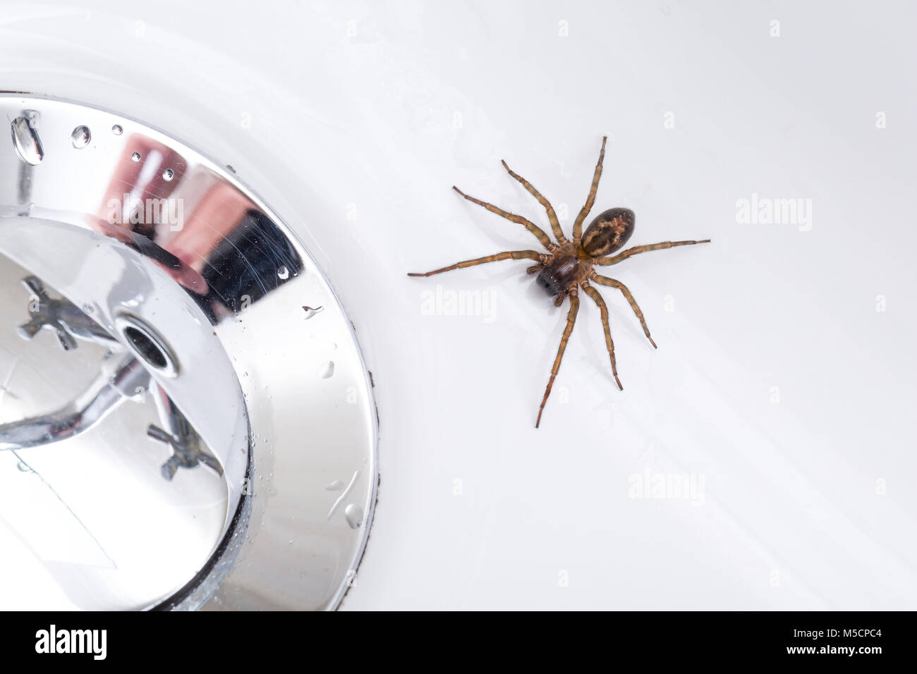 Lace web spider uk hires stock photography and images Alamy