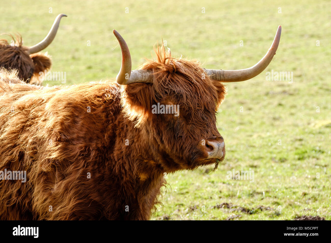 HIGHLAND CATTLE IN WINTER COATS Stock Photo Alamy