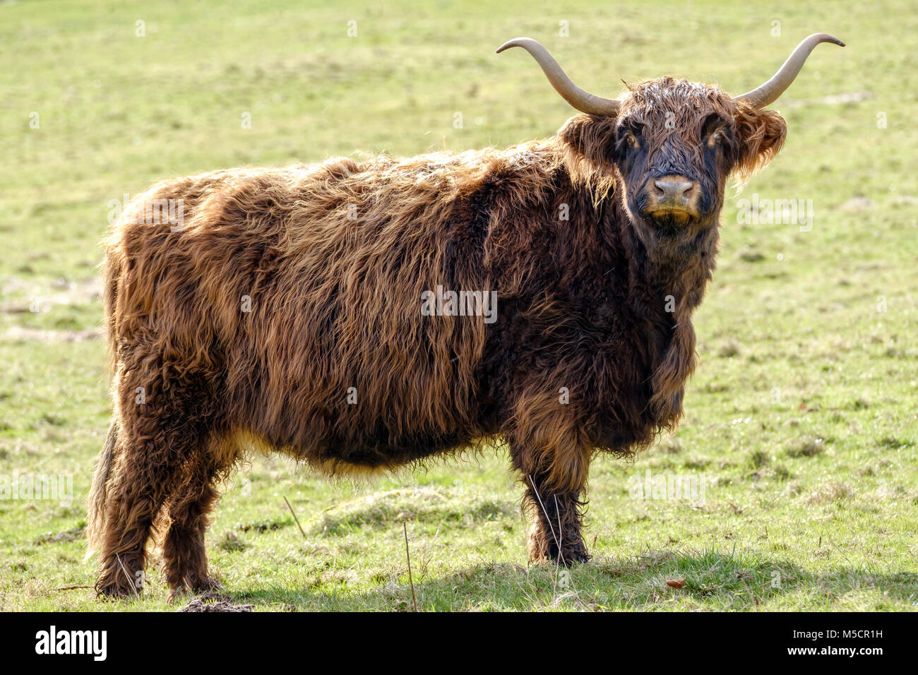 Large horns hires stock photography and images Alamy