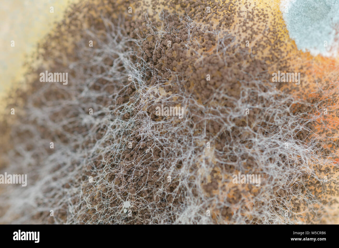 Close up, macro photography of mold on moldy food Stock Photo