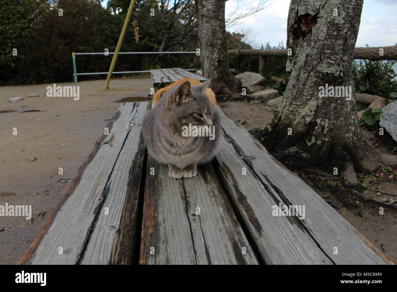 Cats chilling out at Karatsu Castle Complex. Taken in February 2018. Stock Photo