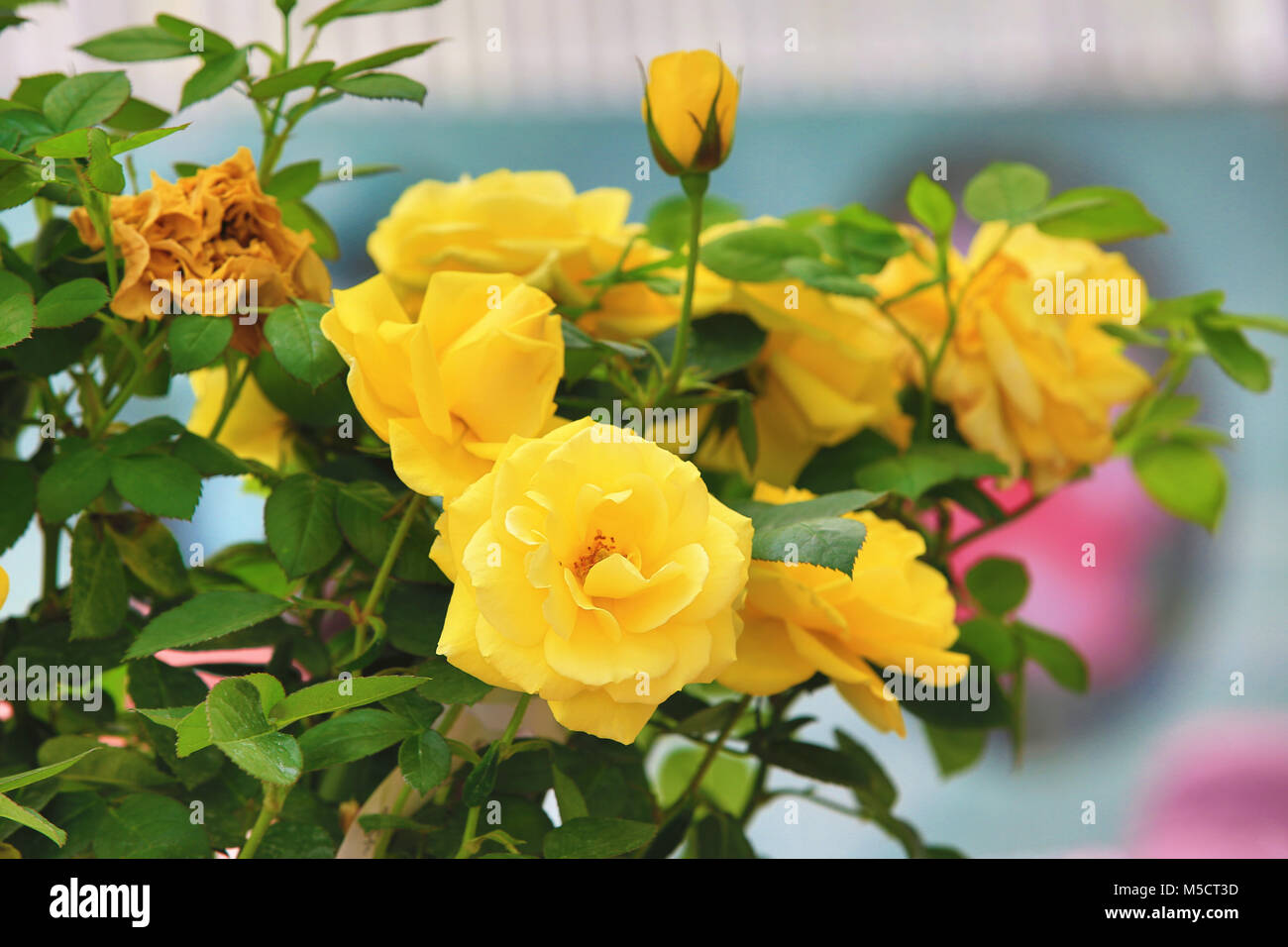 Spring Yellow Roses Images Yellow roses,beautiful roses blooming in the garden in spring Stock ...