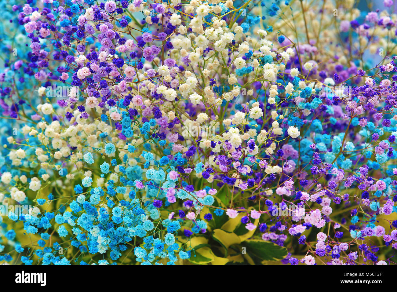 Gypsophila Paniculata Baby S Breath Flowers Many Beautiful Purple Blue And White Flowers Blooming In The Garden In Spring Stock Photo Alamy