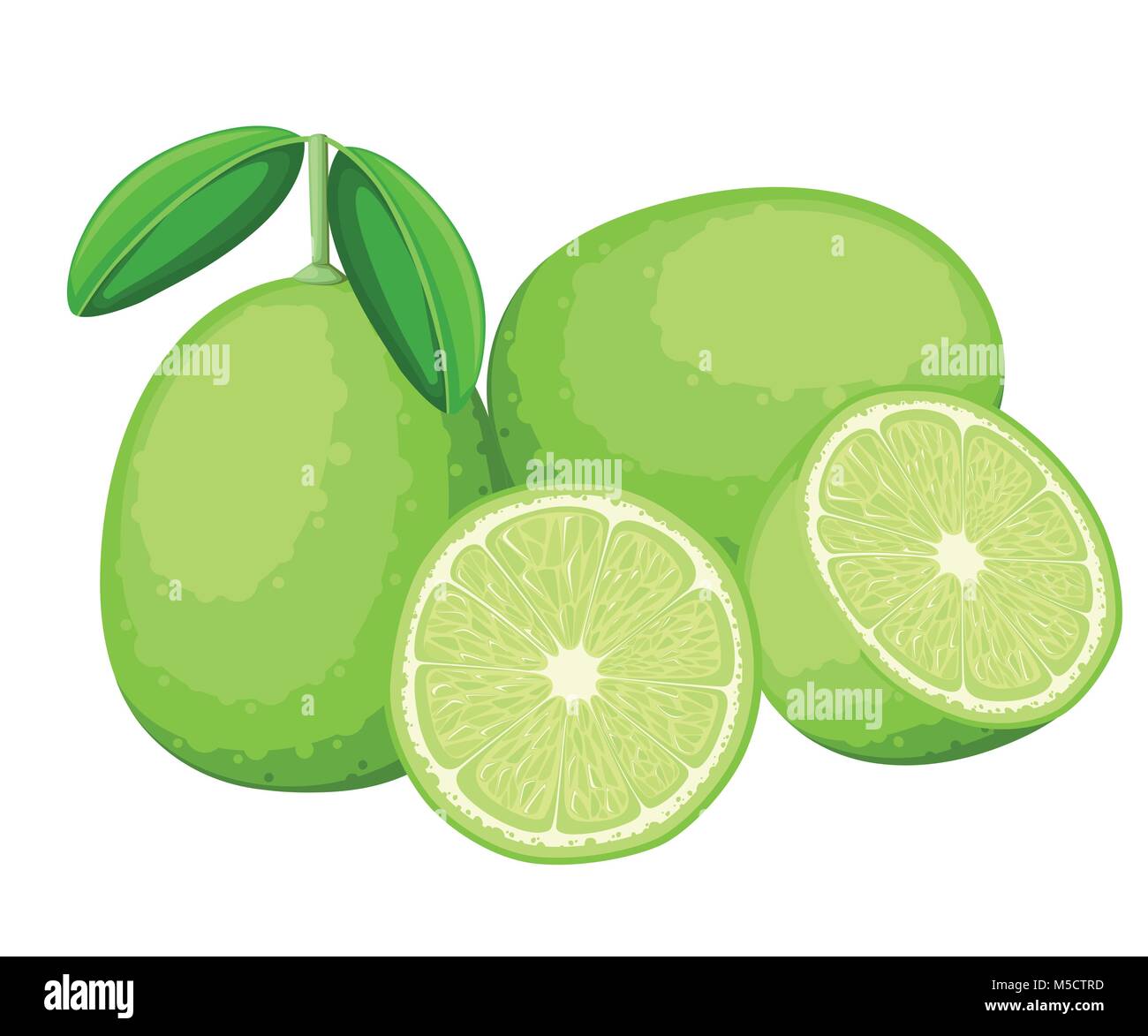 Lime and slices of limes. Vector illustration of limes. Vector illustration for decorative ...