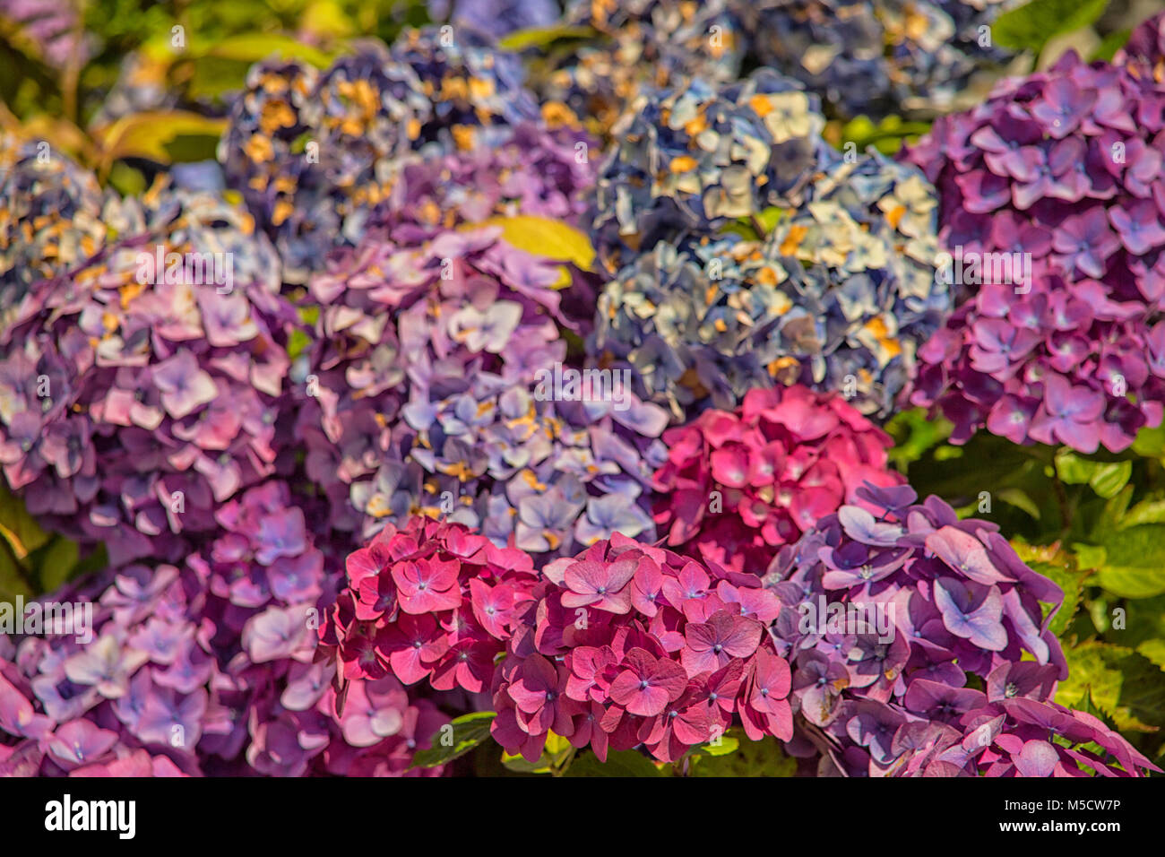 Beautiful hydrangea flowers in close up Stock Photo - Alamy