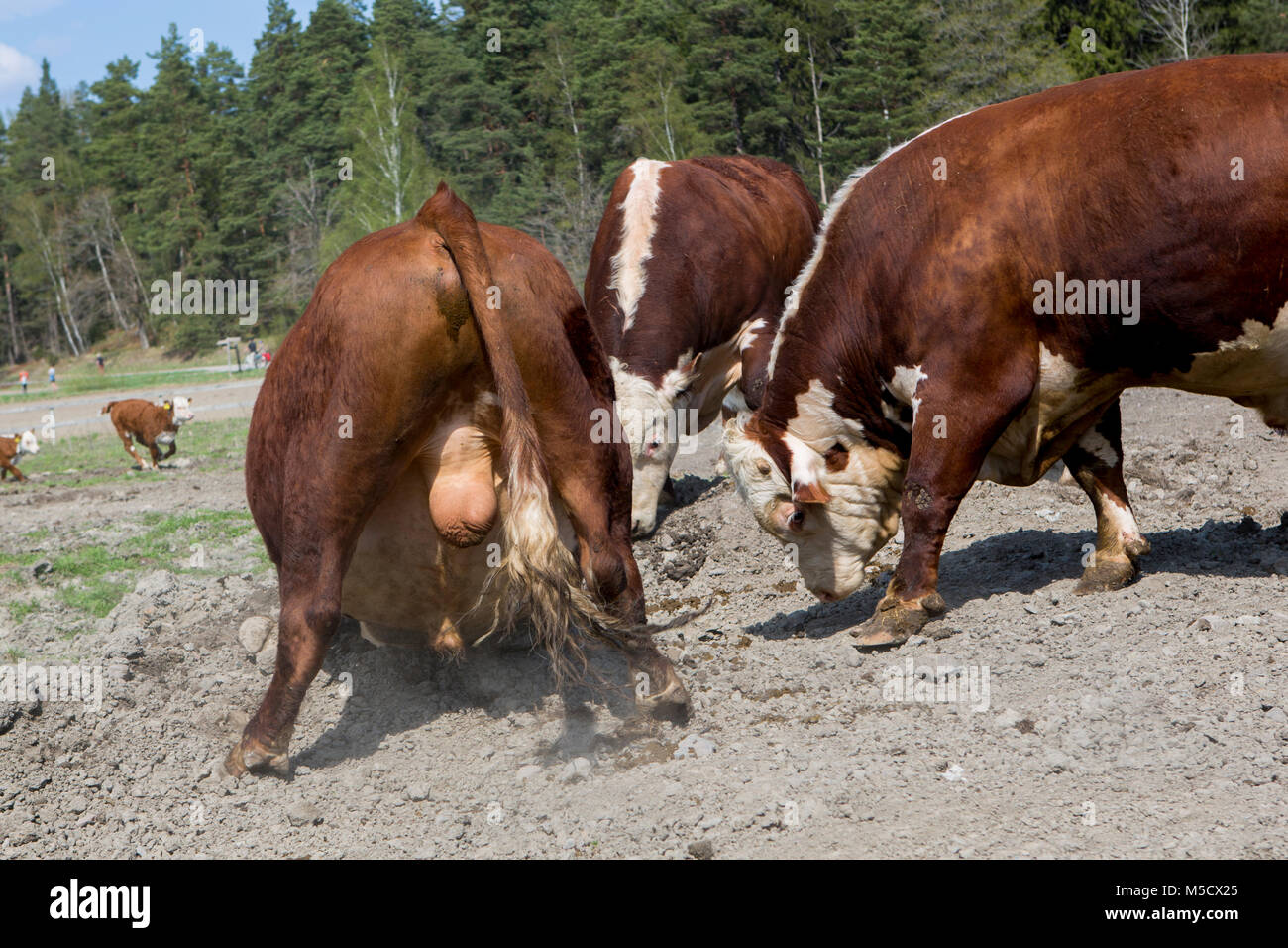 Cows are released on springtime at Bögs gård, Sollentuna, Sweden. Stock Photo