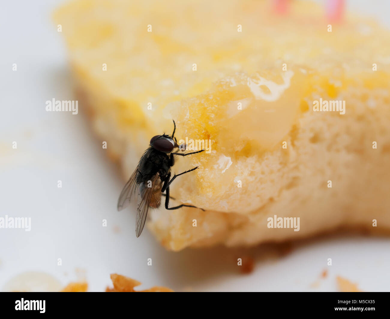 House flies captured on traditional sticky fly paper Stock Photo - Alamy