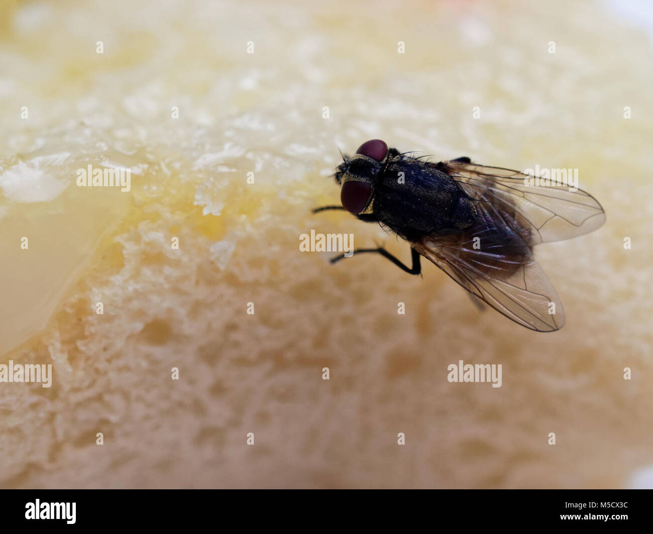 House flies on bread with butter with pink plastic fork sticking