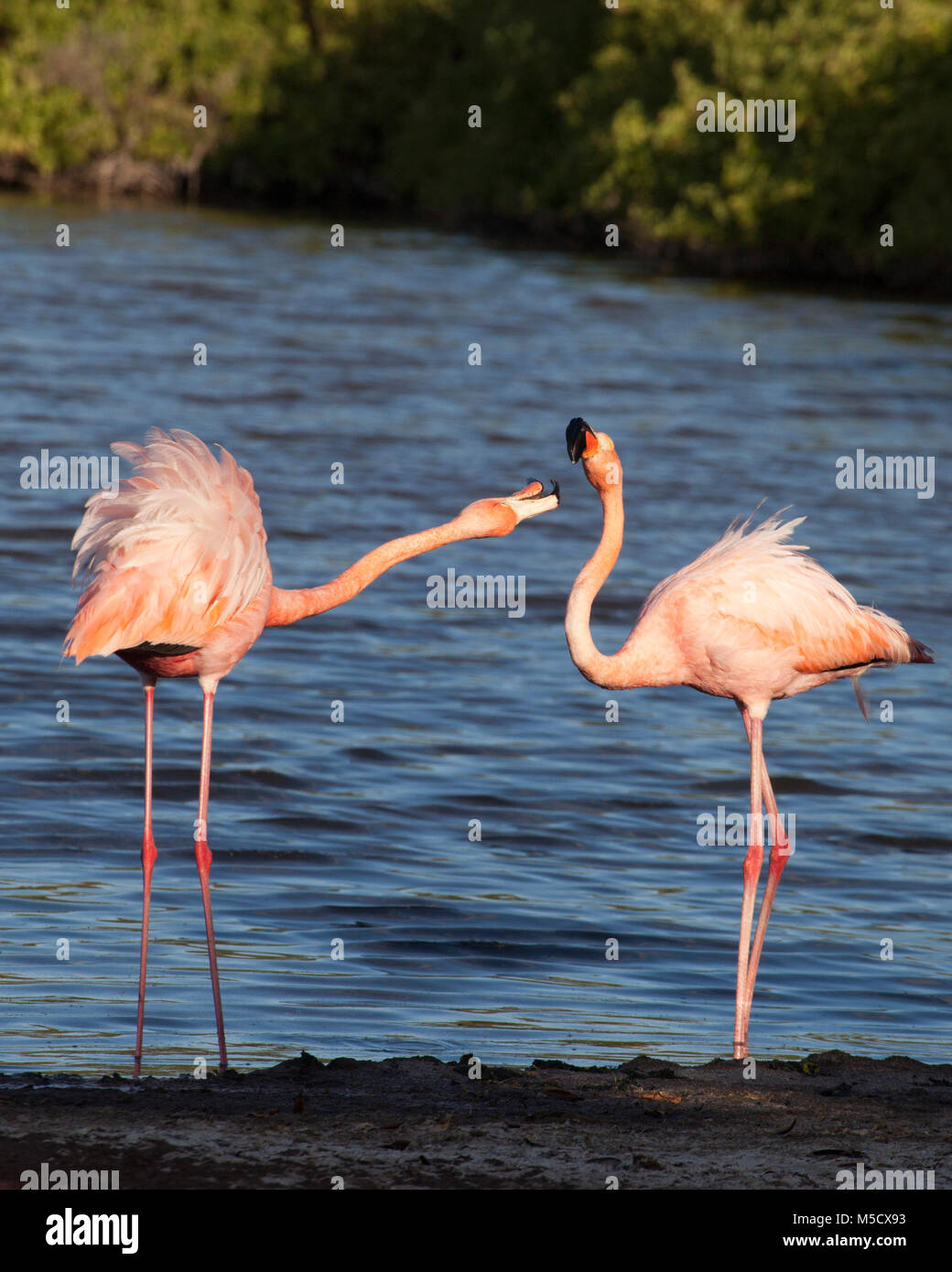 American flamingos (Phoenicopterus ruber) territorial display in saline lagoon on Rabida Island Stock Photo