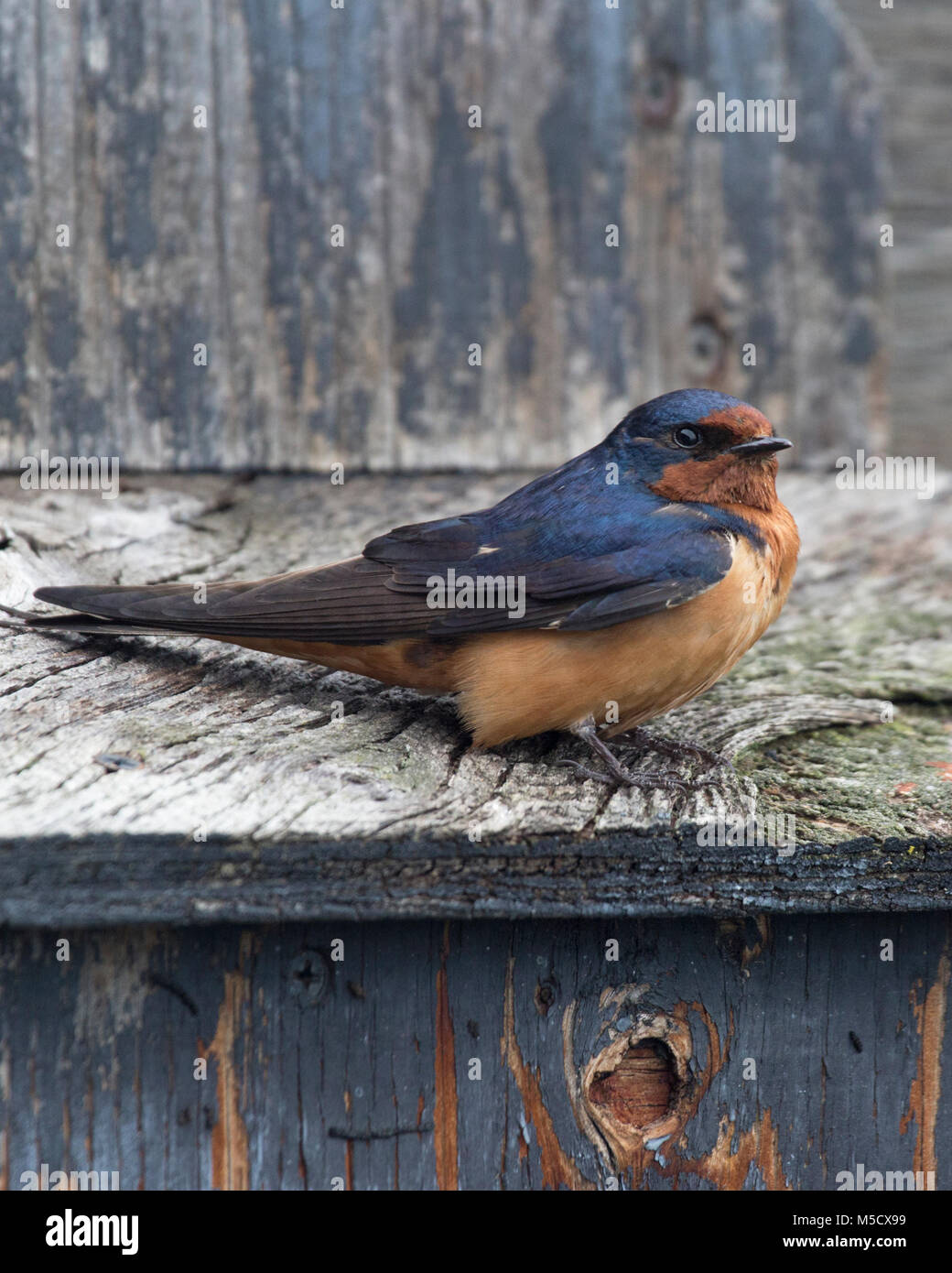 Barn Swallow Hirundo Rustica Perched On Nestbox At Frank Lake