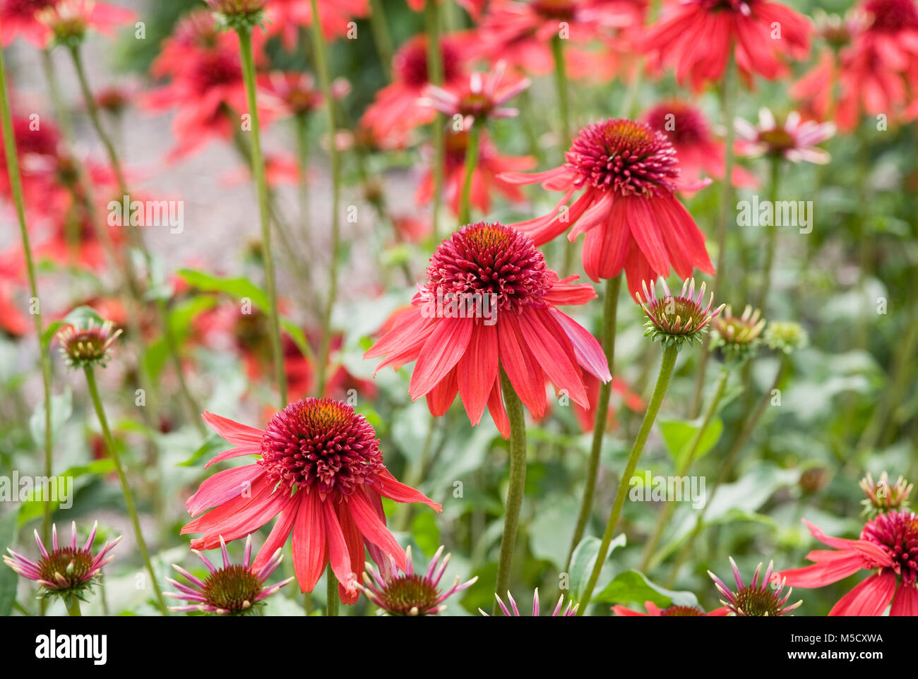 Echinacea 'Eccentric' flowers. Stock Photo