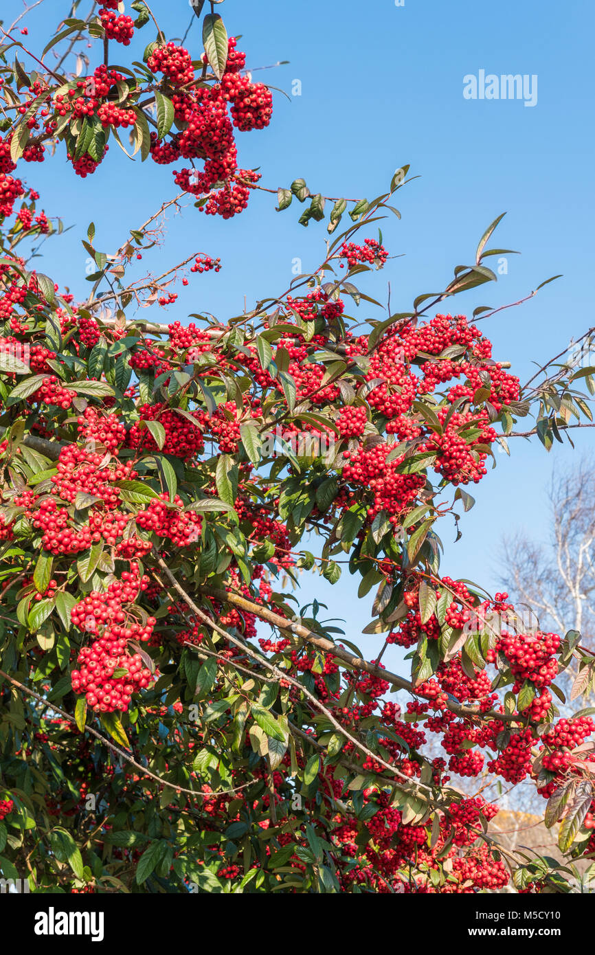 Cotoneaster plant showing leaves and small red berries growing in Winter in West Sussex, England, UK. Stock Photo