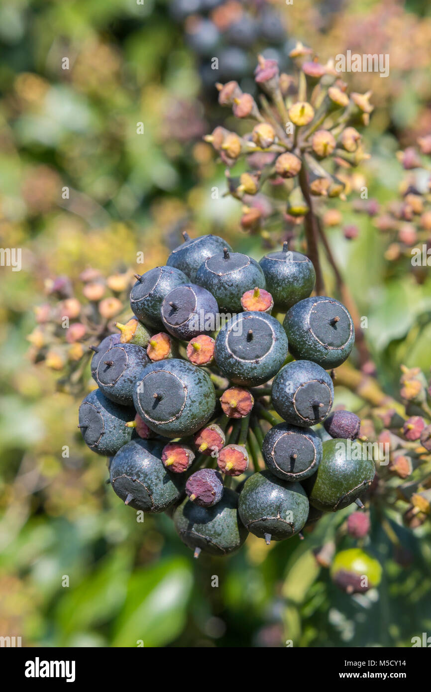 Cluster of black berries of fruit on an Ivy (Hedera helix) plant in Winter in England, UK. Ivy portrait in Winter. Stock Photo