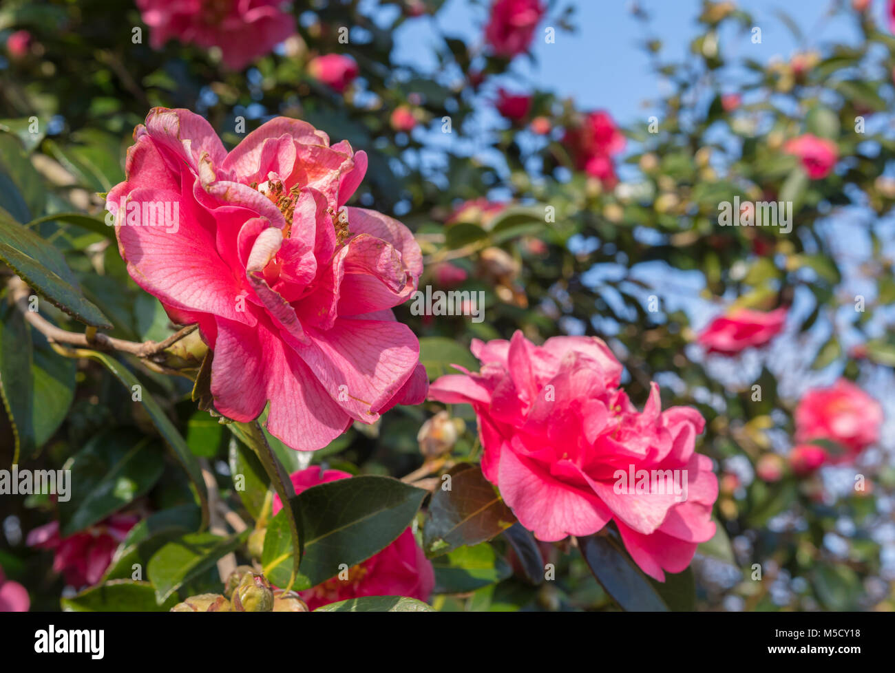 Camellia x williamsii hybrid evergreen shrub, flowering in Winter in West Sussex, England, UK. Stock Photo