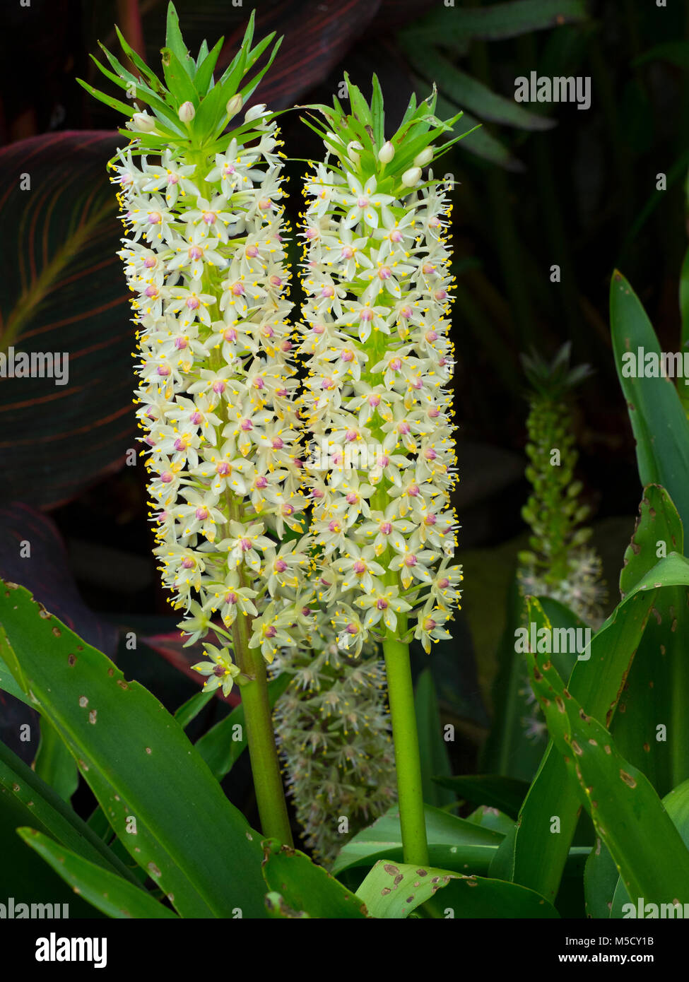 Pineapple lily comosa Hobart Botanical gardens, Tasmania Stock