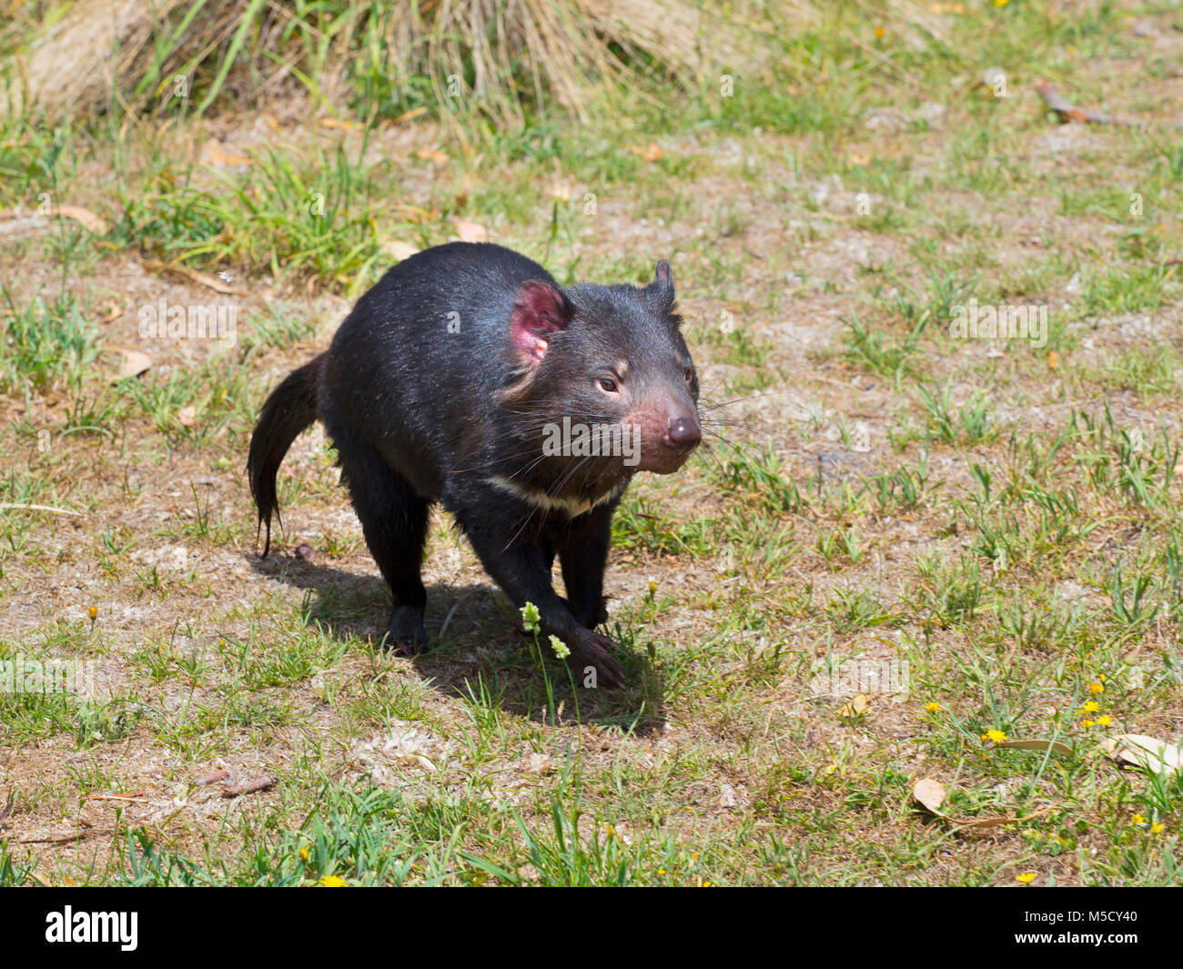 Tasmanian devil Sarcophilus harrisii on the island state of Tasmania Stock Photo