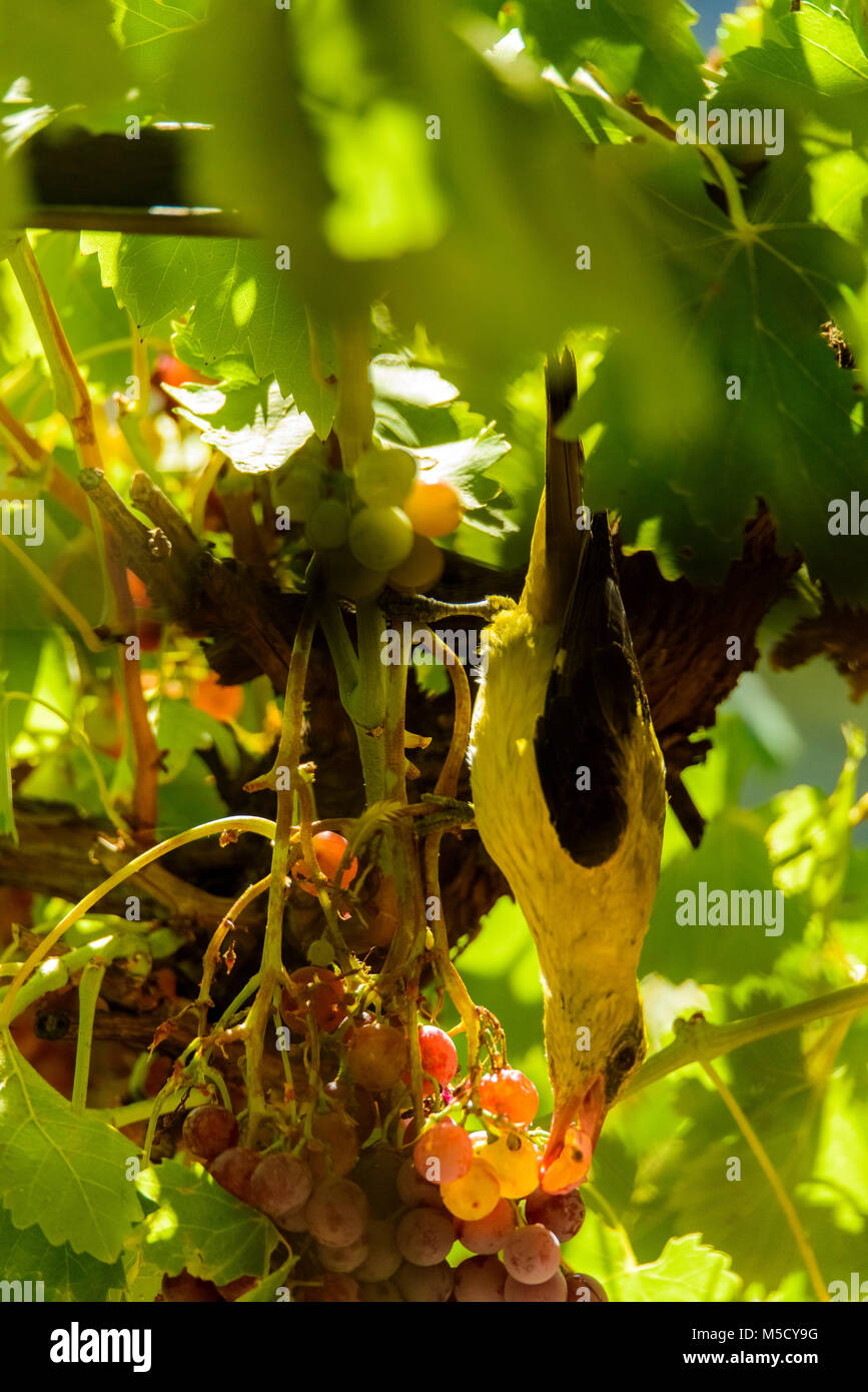 Golden Oriole (Oriolus oriolus Stock Photo Alamy